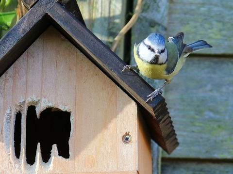 Blue tit bird box sales